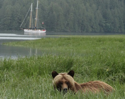Great Bear Rainforest - Maple Leaf Adventures
